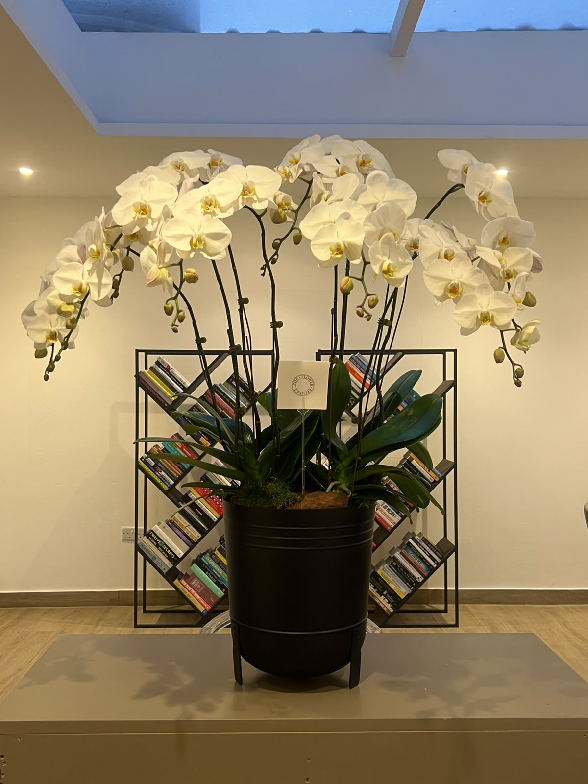 Orchids Collections